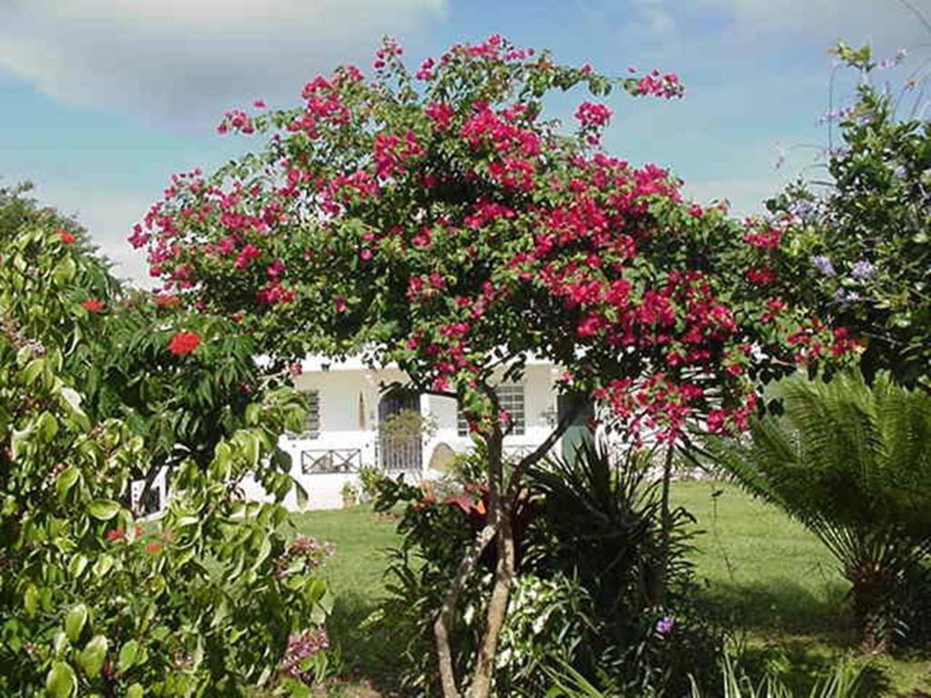 Great Escape And Breakfast Inn Vieques Exterior foto